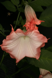 Brugmansia suaveolens 'Pink Beauty' RCP9-09 056.jpg